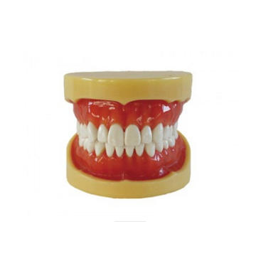 TM-A11 Removable Standard Model of Hard Gum